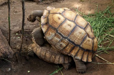Kaplumbağa Hayvanat Bahçesi