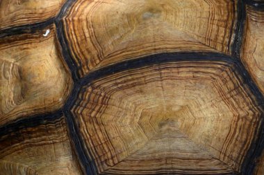 Kaplumbağa Hayvanat Bahçesi