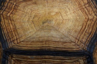 Kaplumbağa Hayvanat Bahçesi