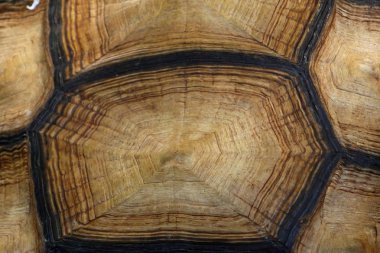 Kaplumbağa Hayvanat Bahçesi