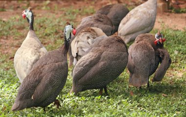 Beçtavuğu Hayvanat Bahçesi