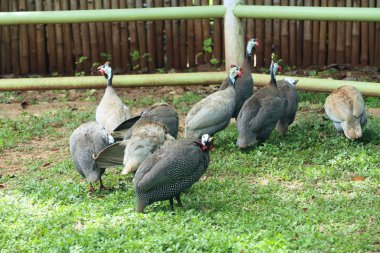 Beçtavuğu Hayvanat Bahçesi