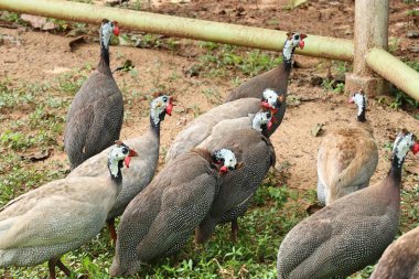 Beçtavuğu Hayvanat Bahçesi