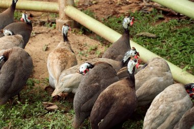 Beçtavuğu Hayvanat Bahçesi