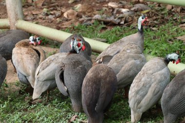 Beçtavuğu Hayvanat Bahçesi