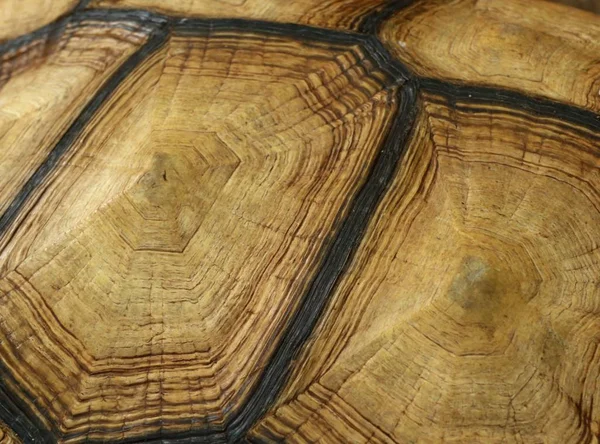 Kaplumbağa Hayvanat Bahçesi