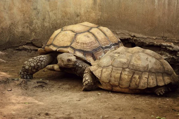 Tortoise in the zoo — Stock Photo, Image