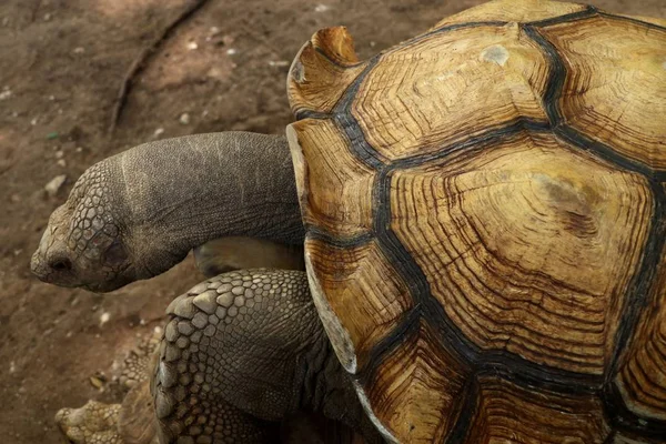 Kaplumbağa Hayvanat Bahçesi