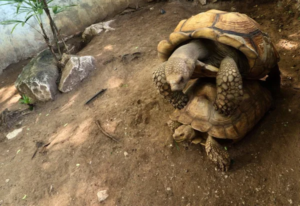 Kaplumbağa Hayvanat Bahçesi