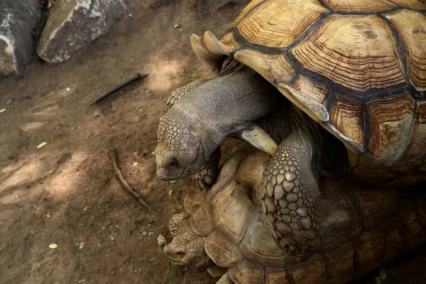 Tartaruga no zoológico — Fotografia de Stock