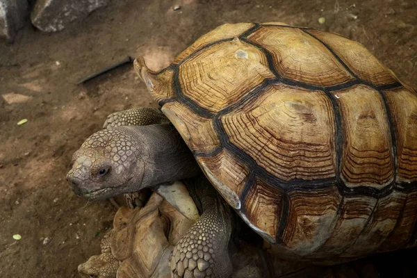 Skildpadde i zoologisk have - Stock-foto