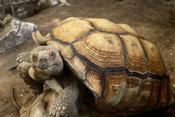 Kaplumbağa Hayvanat Bahçesi