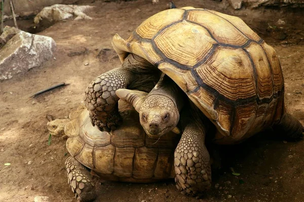 Tortoise in the zoo — Stock Photo, Image