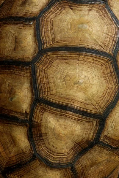 Kaplumbağa Hayvanat Bahçesi