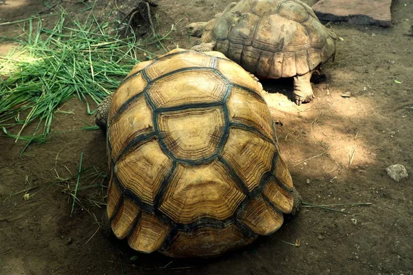 Tortoise in the zoo — Stock Photo, Image