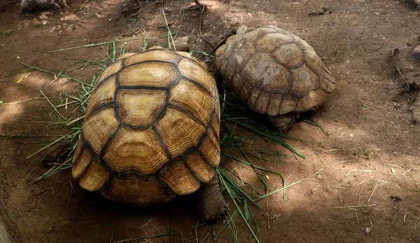 Tortoise in the zoo — Stock Photo, Image