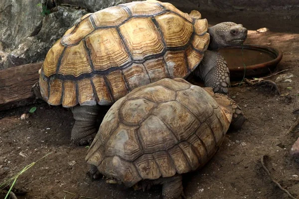 Tortoise in the zoo — Stock Photo, Image