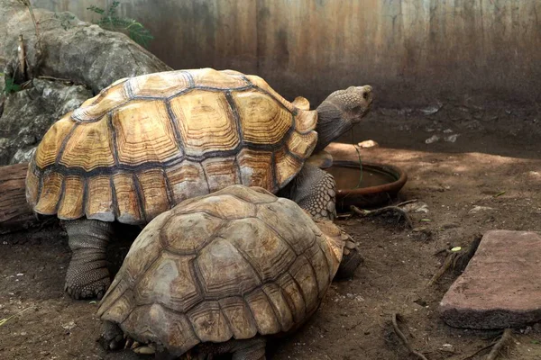 Tortoise in the zoo — Stock Photo, Image