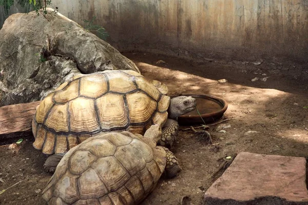 Kaplumbağa Hayvanat Bahçesi
