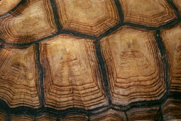 Kaplumbağa Hayvanat Bahçesi