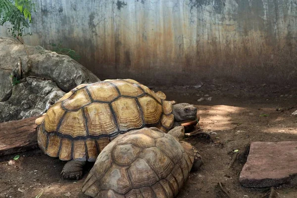在动物园里的乌龟 — 图库照片