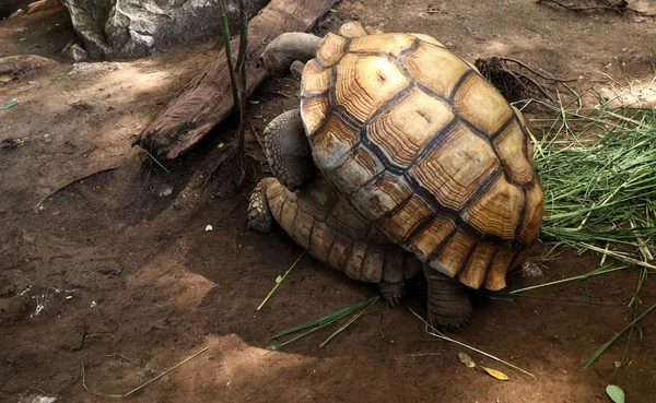 Kaplumbağa Hayvanat Bahçesi