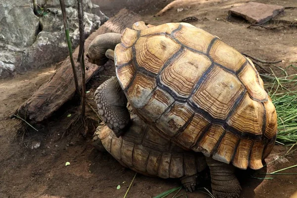 Tortoise in the zoo — Stock Photo, Image