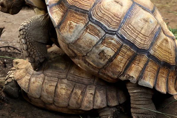 Tortoise in the zoo — Stock Photo, Image