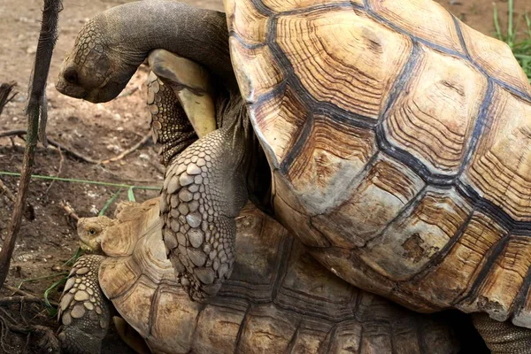 Kaplumbağa Hayvanat Bahçesi