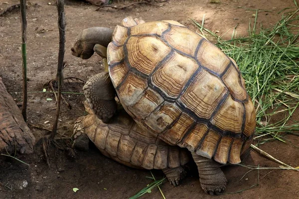 Kaplumbağa Hayvanat Bahçesi