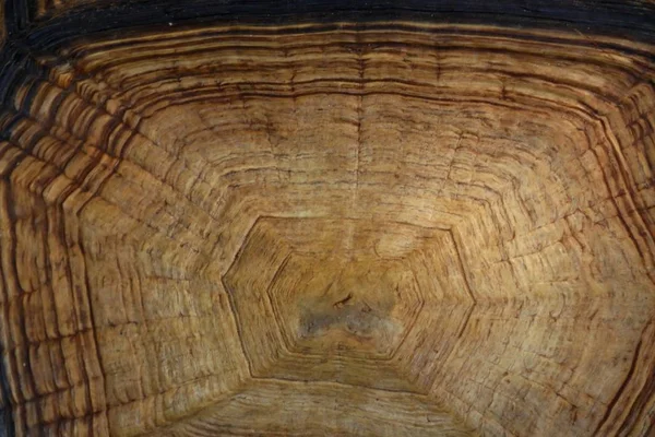 Kaplumbağa Hayvanat Bahçesi