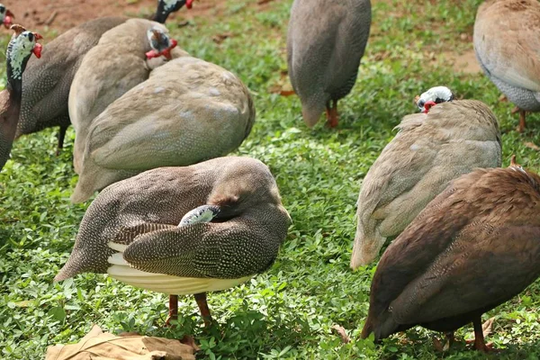 Beçtavuğu Hayvanat Bahçesi