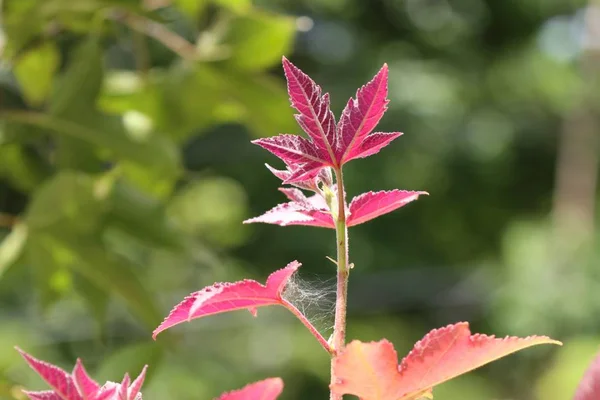 Javorové listy v přírodě — Stock fotografie
