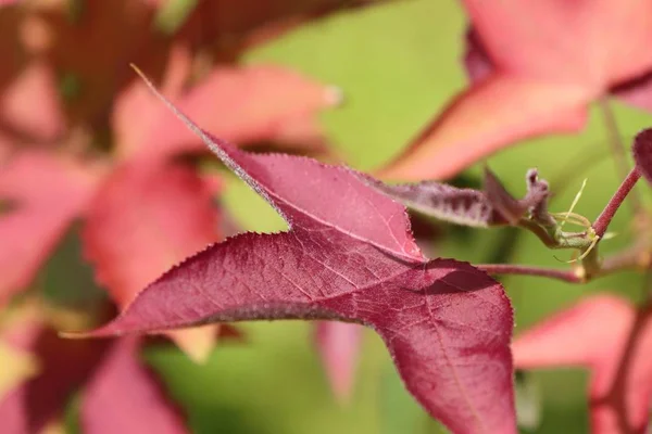 Ahornblätter in der Natur — Stockfoto