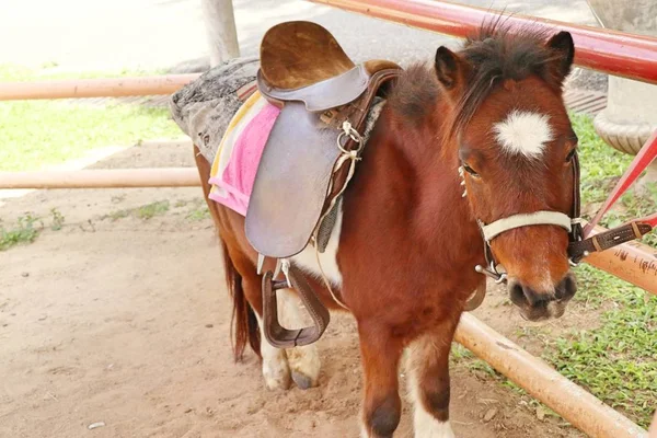 Cavallo in miniatura nello zoo — Foto Stock