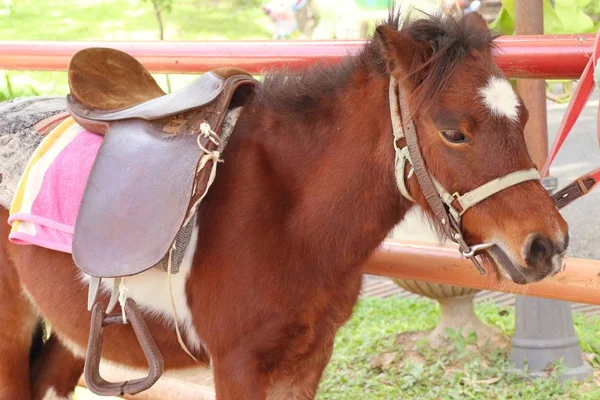 Caballo miniatura en zoológico — Foto de Stock