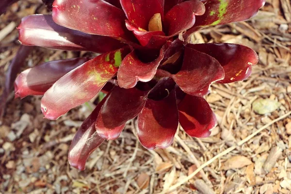 Bromélia na natureza — Fotografia de Stock