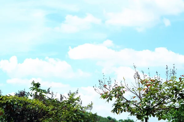 Árbol en el tropical — Foto de Stock