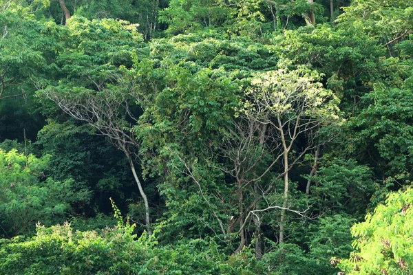 Tree in the tropical — Stock Photo, Image