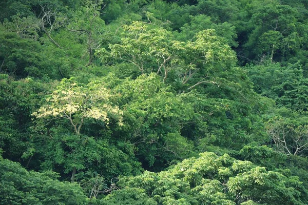 Tree in the tropical — Stock Photo, Image