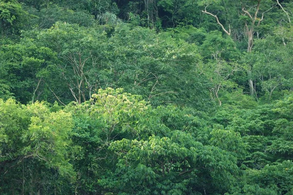 Árvore no tropical — Fotografia de Stock
