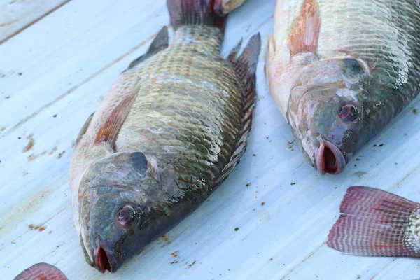 Fisk på marknaden — Stockfoto