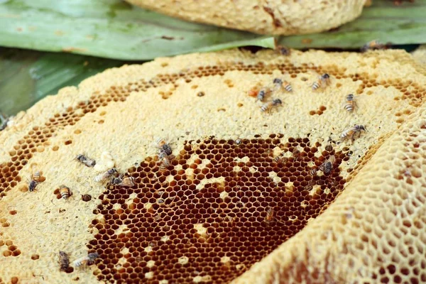 Panal de abeja en la comida de la calle —  Fotos de Stock