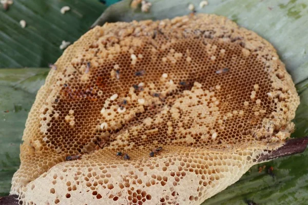 Panal de abeja en la comida de la calle — Foto de Stock