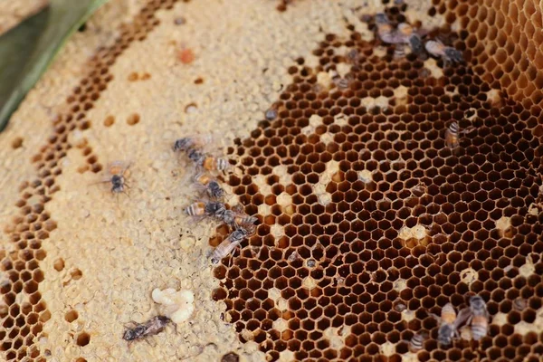 Honingraat op straat eten — Stockfoto