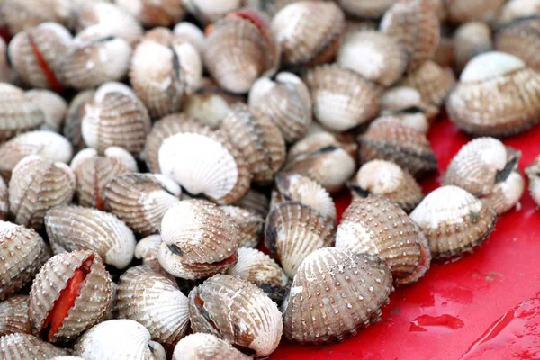 Cockles em comida de rua — Fotografia de Stock