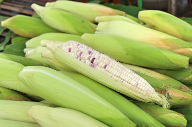 Markette taze Mısır