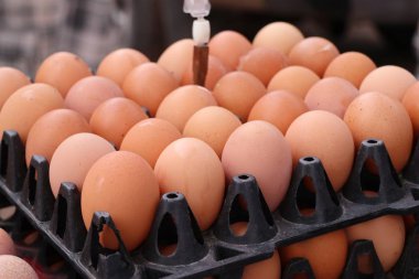 Pazardaki yumurtalar.