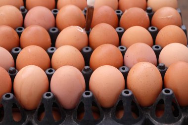 Pazardaki yumurtalar.