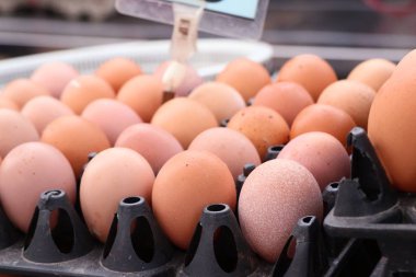 Pazardaki yumurtalar.